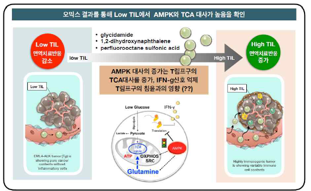 AMPK, TCA 대사와 T림프구 침윤과의 연관 가능성