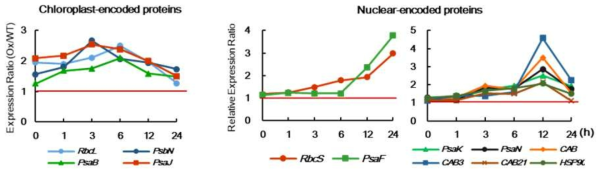 고염분 스트레스 처리 후 WT에 대한 NPR1-Ox의 Chloroplast-encoded, Nuclear-encoded 단백질 유전자의 발현 비