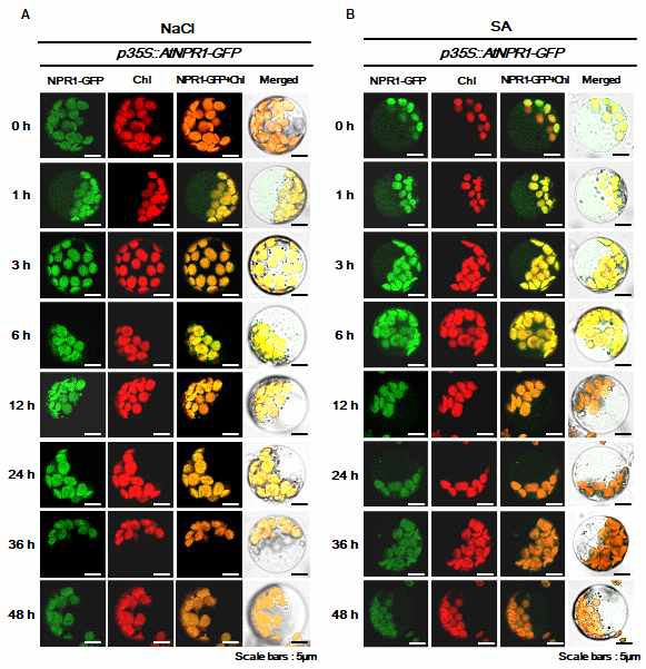 NaCl과 SA 처리 후 p35S::AtNPR1-GFP protoplast의 NPR1단백질의 이동관찰