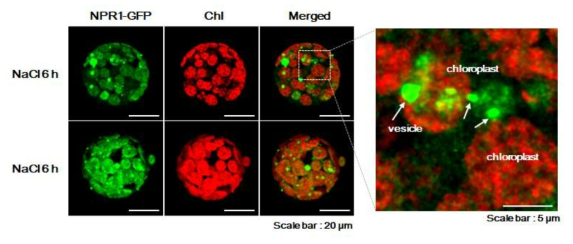 pNPR1::NPR1-GFP protoplast에 고염분 스트레스 6 h 처리 후 vesicle의 형성 관찰