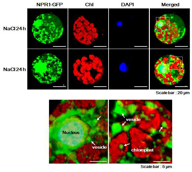 고염분 스트레스 24 h 처리 후, pNPR1::NPR1-GFP protoplast의 vesicle의 이동관찰