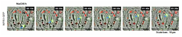 고염분 스트레스 6 h 처리 후, pNPR1::NPR1-GFP식물체의 공변세포에서 엽록체에서 생성된 vesicle의 핵으로의 이동성 관찰