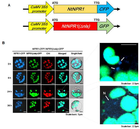 p35S::NPR1-CFP, p35S::NPR1(Δnls)-GFP construct (A)를 형질전환시킨 protoplast에 고염분 스트레스 처리 후, NPR1 vesicle형성 관찰과 엽록체에서 핵으로의 이동관찰