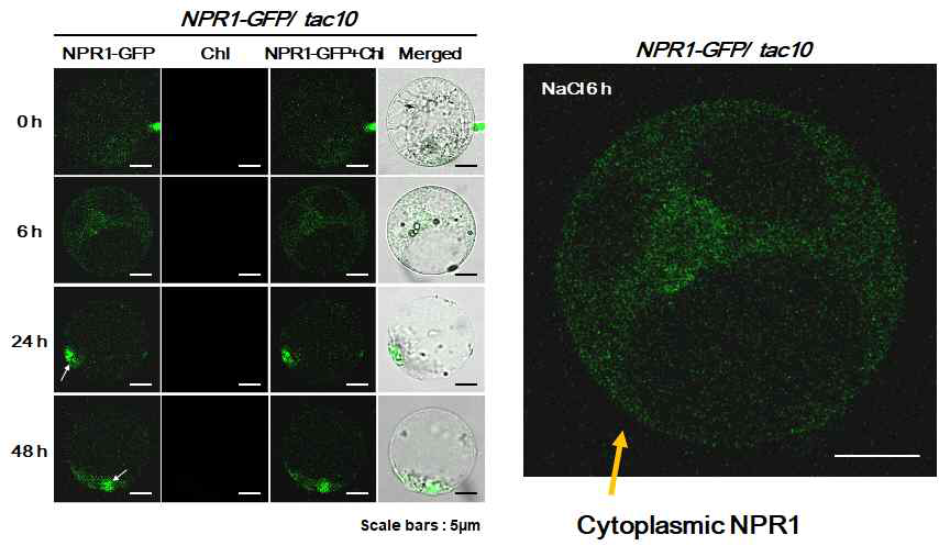 엽록체가 발달하지 않을 돌연변이 tac10 식물체에 p35S::AtNPR1-GFP를 도입한 후 NPR1 단백질 이동관찰