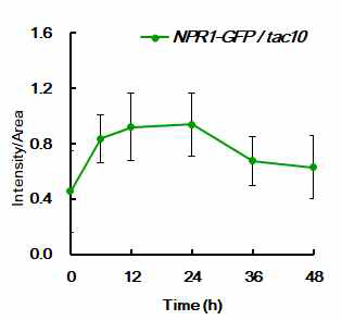 p35S::AtNPR1-GFP/tac10 protoplast의 intensity 측정