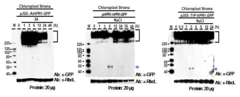 p35S::AtNPR1-GFP, pNPR1::NPR1-GFP, p35S::Trp-NPR1-GFP 식물체의 엽록체 스트로마에서 NPR1 단백질의 oligomer와 monomer의 변화