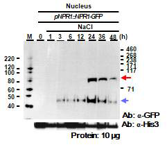 pNPR1::NPR1-GFP 식물체의 핵 단백질에서 NPR1 monomer의 축적확인