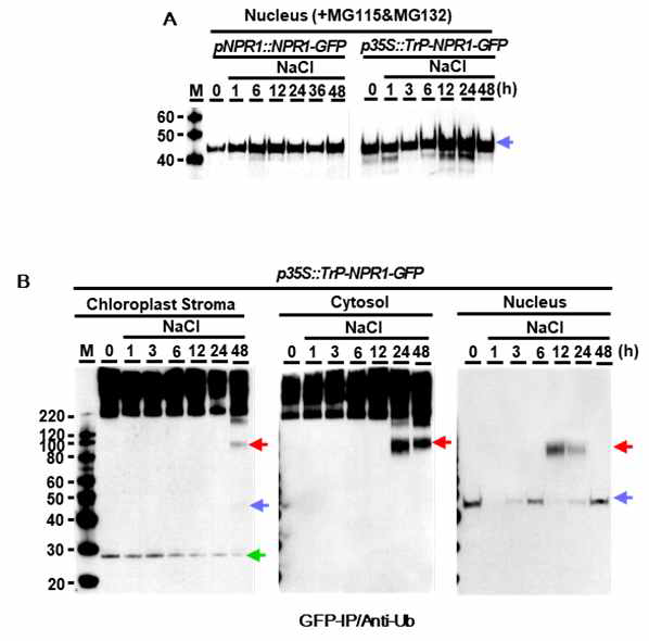 (A) pNPR1::NPR1-GFP와 p35S::NPR1-GFP 의 핵 단백질 웨스턴 (B) p35S::Trp-NPR1-GFP의 엽록체 스트로마, 세포질, 핵 단백질에서 GFP를 이용한 immunoprecipitation 수행 후 ubiquitin 항체를 이용하여 웨스턴