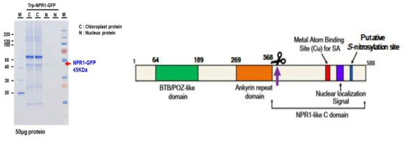 엽록체와 핵 단백질의 45KDa(CP45)의 작은 분자의 NPR1 아미노산 시퀀싱 분석결과