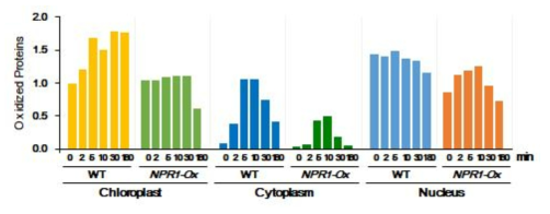 NPR1 과발현 식물체 (NPR1-Ox)의 엽록체, 세포질 핵 단백질에서 Oxyblot 분석