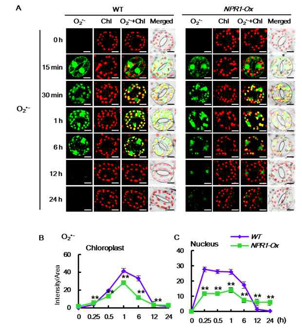 WT과 NPR1-Ox 식물체에 고염분 스트레스 처리 후 BES-So염색을 통한 Superoxide 축적 관찰
