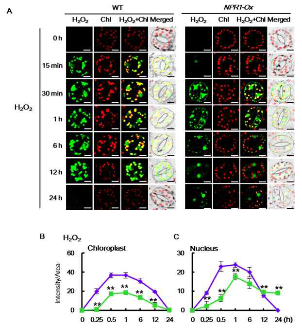 WT과 NPR1-Ox 식물체에 고염분 스트레스 처리 후 BES-So염색을 통한 H2O2 축적 관찰