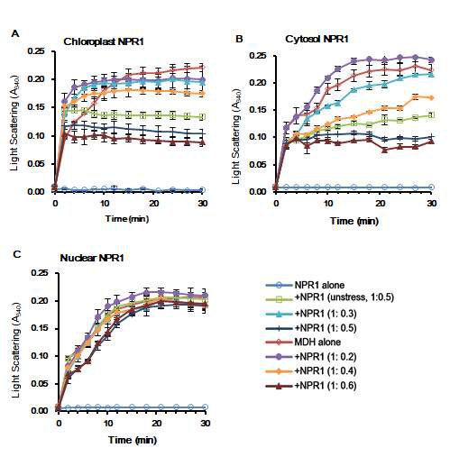엽록체(A), 세포질(B), 핵(C) 단백질에서 NPR1의 chaperone activity 측정
