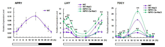 NPR1 과발현 식물체 (NPR1-Ox)에 고염분 스트레스 처리 후 circadian clock 유전자 발현