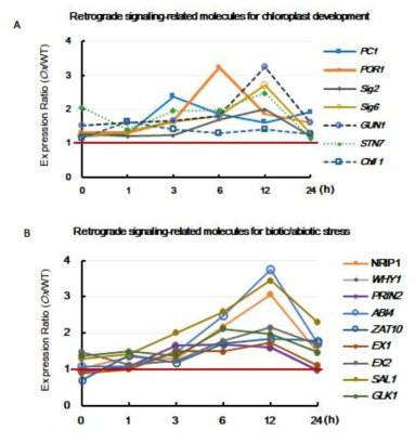 엽록체 발달 및 생물적/환경적 스트레스에 대한 retrograde signlaing 관련 분자의 유전자 발현
