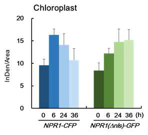 고염분 스트레스를 처리한 p35S::NPR1-CFP, p35S::NPR1(Δnls)-GFP protoplast에서 엽록체의 형광 intensity 측정