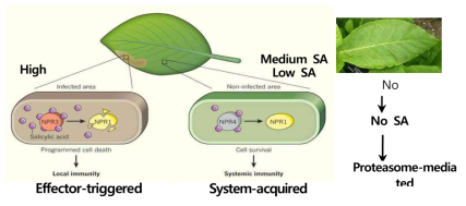 식물면역 반응에서의 NPR1 및 SA의 상호 작용 기작
