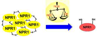 Redox 변화에 따른 NPR1 다량체, 단량체 구조 전환