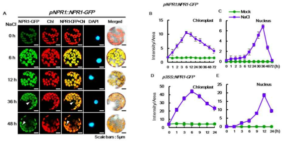 (A) 고염분 스트레스 반응에서 pNPR1::NPR1-GFP protoplast의 NPR1단백질의 이동관찰 (B~E) 35S::NPR1-GFP와 pNPR1::NPR1-GFP protoplast의 엽록체와 핵에서의 Image J를 통한 형광 측정