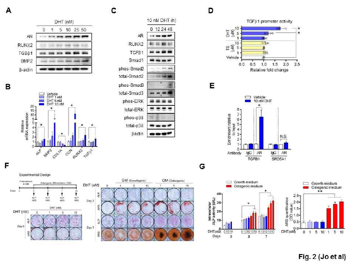 DHT은 TGFβ1 의 유도를 통해 골모세포 분화를 촉진함
