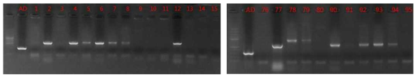 Yeast colony PCR