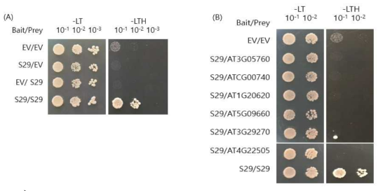 Yeast two hybrid analysis of SAUR interacting proteins