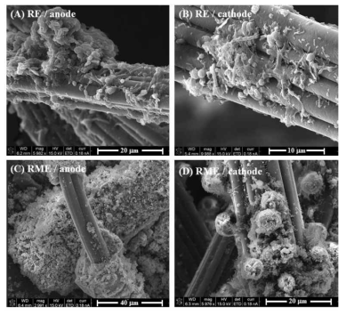 504일 째 관찰된 RE와 RME의 생물전극 (SEM 이미지)