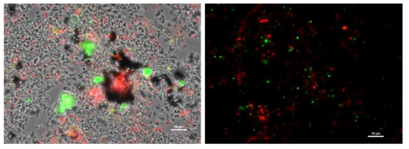 Geobacter(빨간색)와 Methanosaeta(초록색)을 염색한 형광현미경 이미지