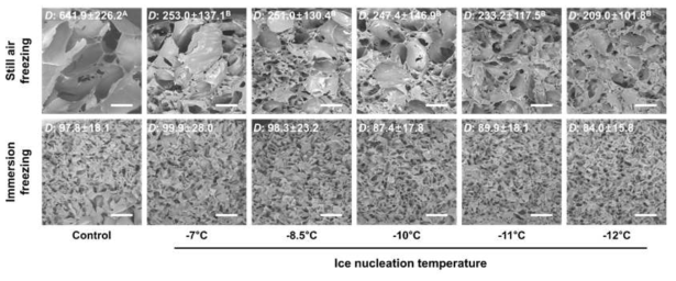 빙핵 형성 온도 및 사후 냉동 조건에 따른 냉동 젤의 미세구조 비교