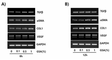 Fibroblasts(섬유모세포)에서 갈색거저리 유충오일이 창상치유와 관련된 TGF-β1, COL1, αSMA and VEGF 유전자가 mRNA 수준에서 증가