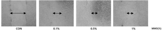 NIH-3T3(섬유모세포)에서 갈색거저리 유충오일이 창상치유와 관련된 TGF-β1, COL1, αSMA and VEGF 유전자가 mRNA 수준에서 증가