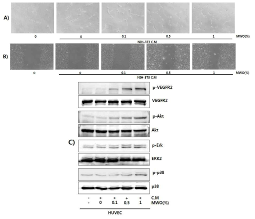NIH-3T3(섬유모세포)에서 갈색거저리 유충오일이 농도의존적으로 튜브형성, 세포이동, 신생혈관 생성효과 결과