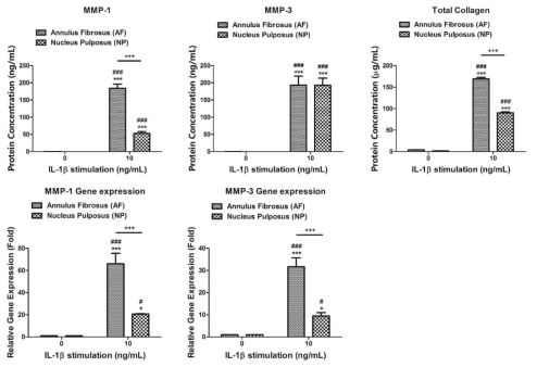 IL-1beta 처리에 의한 추간판 세포에서의 세포외 기질 분해인자 분비 단백질, 유전자 발현 확인 (MMP-1, -3) 및 추간판 세포의 전체 콜라젠 합성량 확인