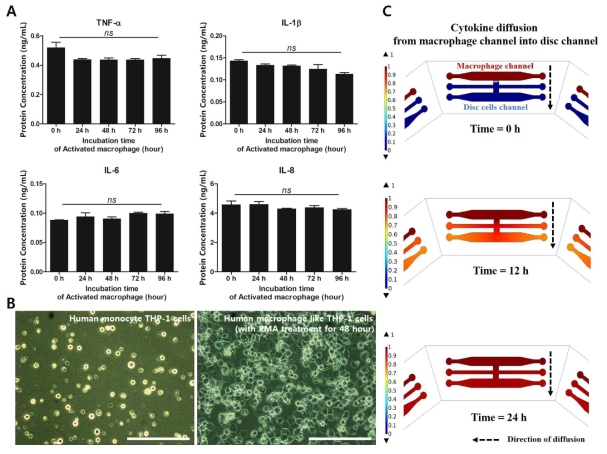 Monocyte THP-1 cells의 대식세포 유사 세포로의 분화 유도 및 염증 개시인자 분비양상 확인