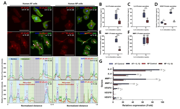 염증전구물질 (Pro-inflammatory cytokines) IL-1β에 의한 추간판 세포 (AF, NP cells)에서의 염증 매개물 단백질, 유전자 발현양상 확인 및 inflammatory mediator 발현에서의 NF-κB signaling pathway 확인