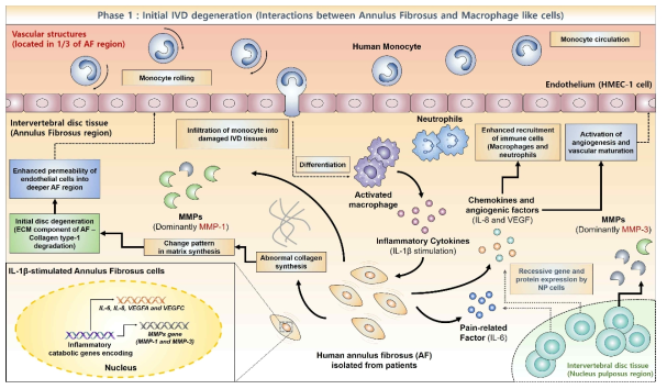 본 제안 연구과제에서 요통을 수반하는 추간판 퇴행의 초기 염증반응에 대한 모식도