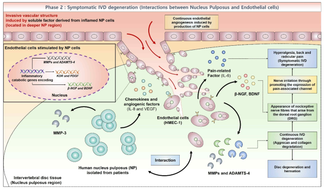 본 제안 연구과제에서 심화된 추간판 퇴행 (후기반응) 에서의 세포 간 상호작용 모식도