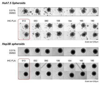 12종의 DFRS 재조합 화합물들을 처리했을 때의 간암 3D spheroid 크기 변화