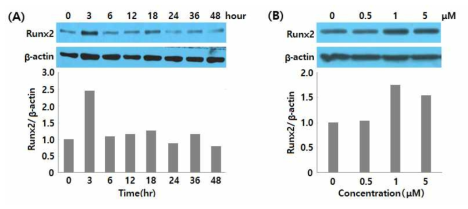 Compound A의 처리 시간과 농도에 따라 Runx2 발현에 미치는 영향 (A) Compound A의 처리 시간별 Runx2 발현량, (B) Compound A의 처리 농도별Runx2 발현량
