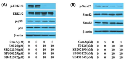 Compound A의 처리에 의한 Runx2 신호전달체계상의 인산화에 미치는 영향 (A) MAPK 2종(ERK1/2, p38)의 비인산화/인산화 발현 (B) Smad 2종(Smad2, Smad3)의 비인산화/인산화 발현
