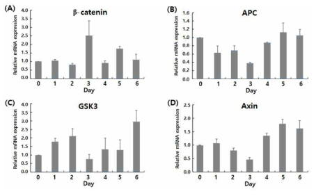 Compound A의 처리 시간에 따른 Wnt 신호전달체계의 주요 유전인자들의 발현 변화 (A) β-catenin, (B) APC, (C) GSK3, (D) Axin