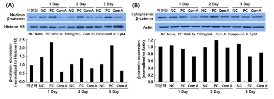 Compound A 처리 시간별 Wnt 신호전달체계의 주 단백질의 발현 변화 (A) 핵 단백질에서의 β-catenin 발현량 비교, (B) 세포질 단백질에서의 β-catenin 발현량 비교