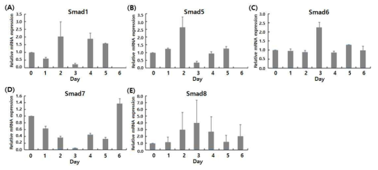 Compound A 처리 시간별 BMP 신호전달체계의 주요 유전인자들의 발현 변화 (A) Smad1, (B) Smad5, (C) Smad6. (D) Smad7, (E) Smad8