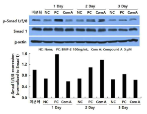Compound A 처리 시간별 BMP 신호전달체계의 단백질 발현 변화