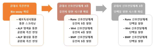 골 분화 및 골 대사 촉진 판정을 위한 in vitro system 3단계 구조