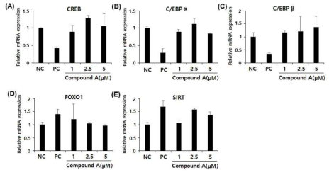 Compound A 처리 농도별 PPARγ 신호전달체계의 주요 유전인자들의 발현 (A) CREB, (B) C/EBPα, (C) C/EBPβ, (D) FOXO1, (E) SIRT