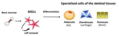 중배엽줄기세포의 분화과정