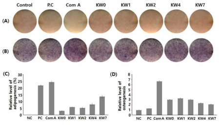 Compound A와 유도체 5종의 처리에 의한 지방세포 및 조골세포 분화에 미치는 영향 (A) 지방분화된 지방세포의 ORO 염색 사진 (B) 골분화된 조골세포의 ALP 염색사진 (C) ORO 염색된 지방세포의 분화 억제능 비교 (D) ALP 염색된 골세포의 분화 촉진능 비교