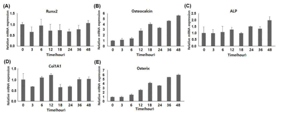 Compound A의 처리 시간에 따른 골분화 관련 주요 유전인자의 발현에 미치는 영향 (A) Runx2, (B) Osteocalcin, (C) ALP, (D) Col1A1, (E) Osterix
