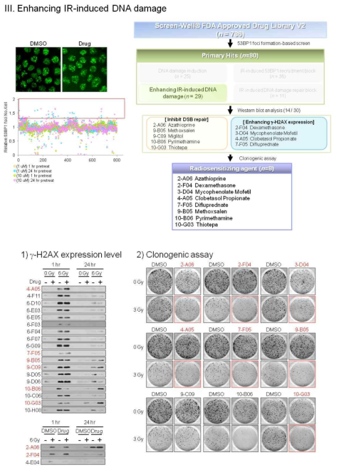 방사선에 의한 DNA 손상 증진 물질 스크리닝
